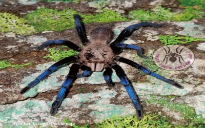 birupes simoroxigorum fix female 6 cm tarantula